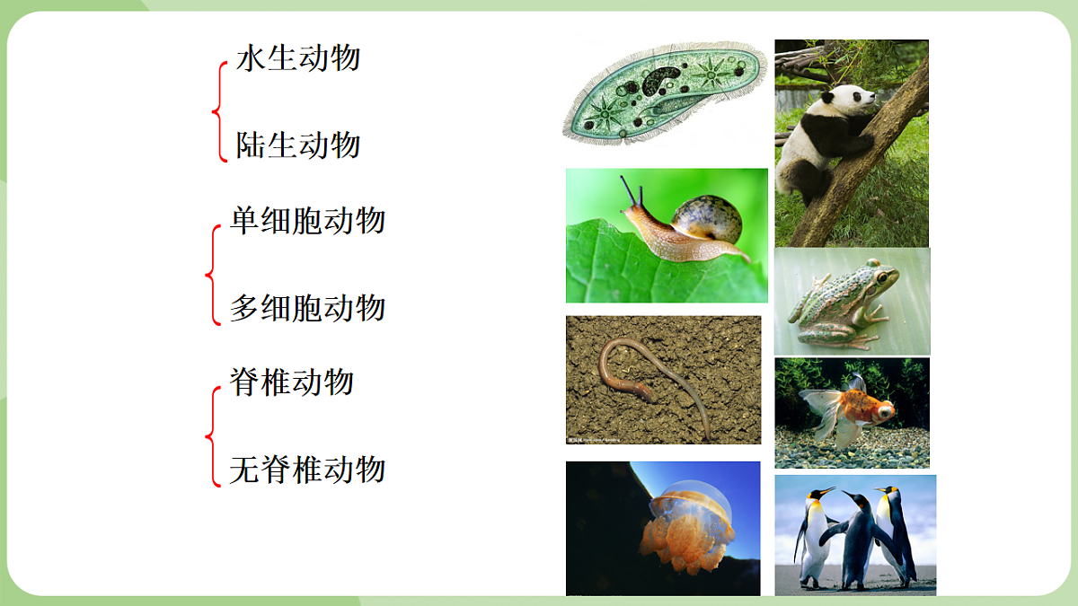 初中 生物 济南版(2024) 七年级上册2.2.1 无脊椎动物体内没有脊柱 课件第2页