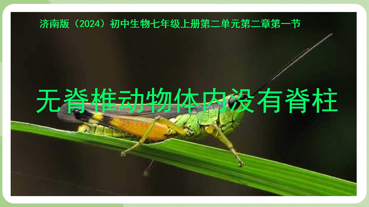 初中 生物 济南版(2024) 七年级上册2.2.1 无脊椎动物体内没有脊柱 课件第4页