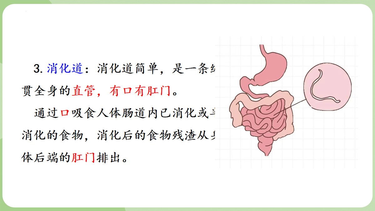 初中 生物 济南版(2024) 七年级上册2.2.1 无脊椎动物体内没有脊柱 课件第8页
