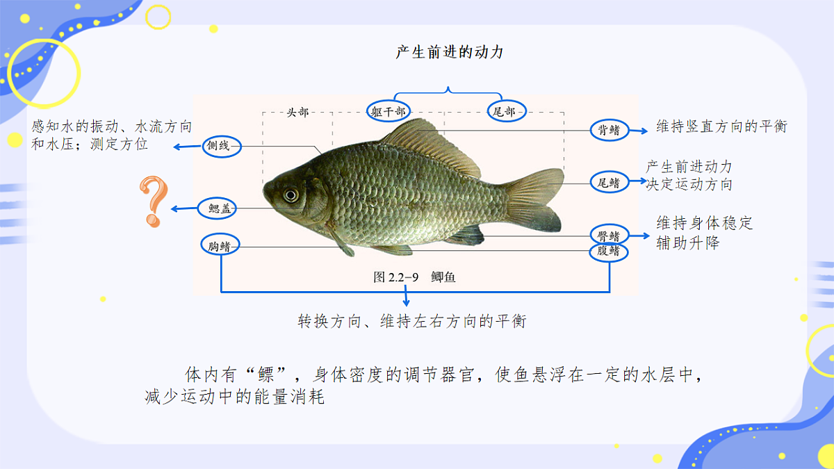 初中 生物 济南版(2024) 七年级上册2.2.2 脊椎动物身体背部有脊柱 课件第4页