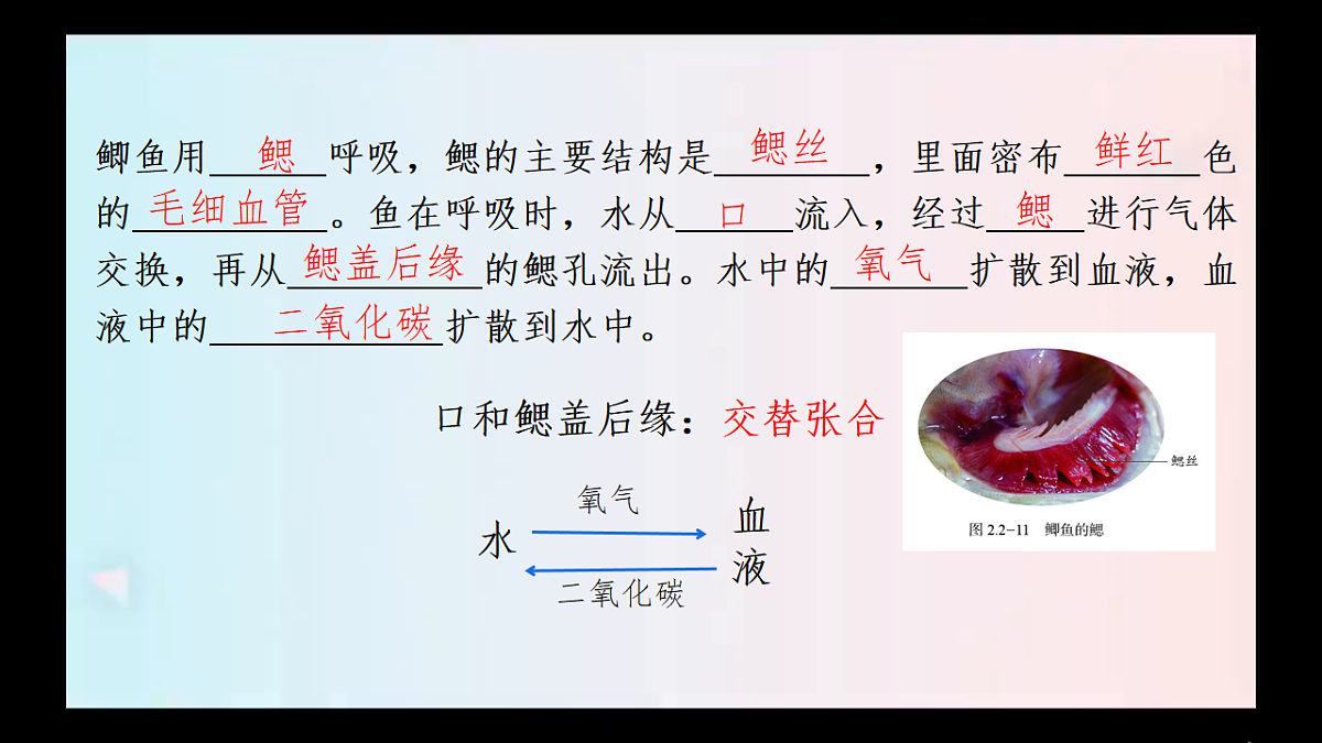 初中 生物 济南版(2024) 七年级上册2.2.2 脊椎动物身体背部有脊柱 课件第5页