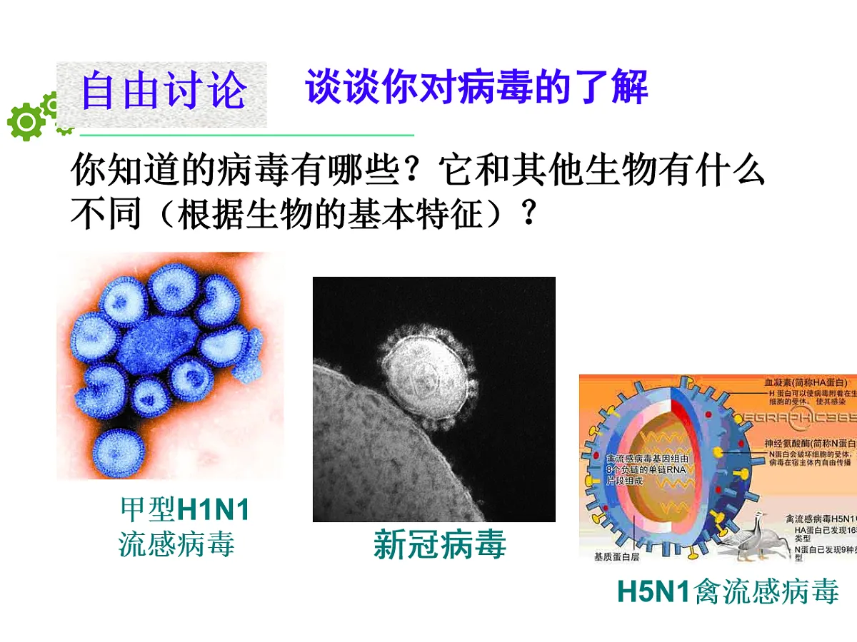 初中 生物 济南版(2024) 七年级上册2.3.1 病毒是没有细胞结构的生物 课件第2页