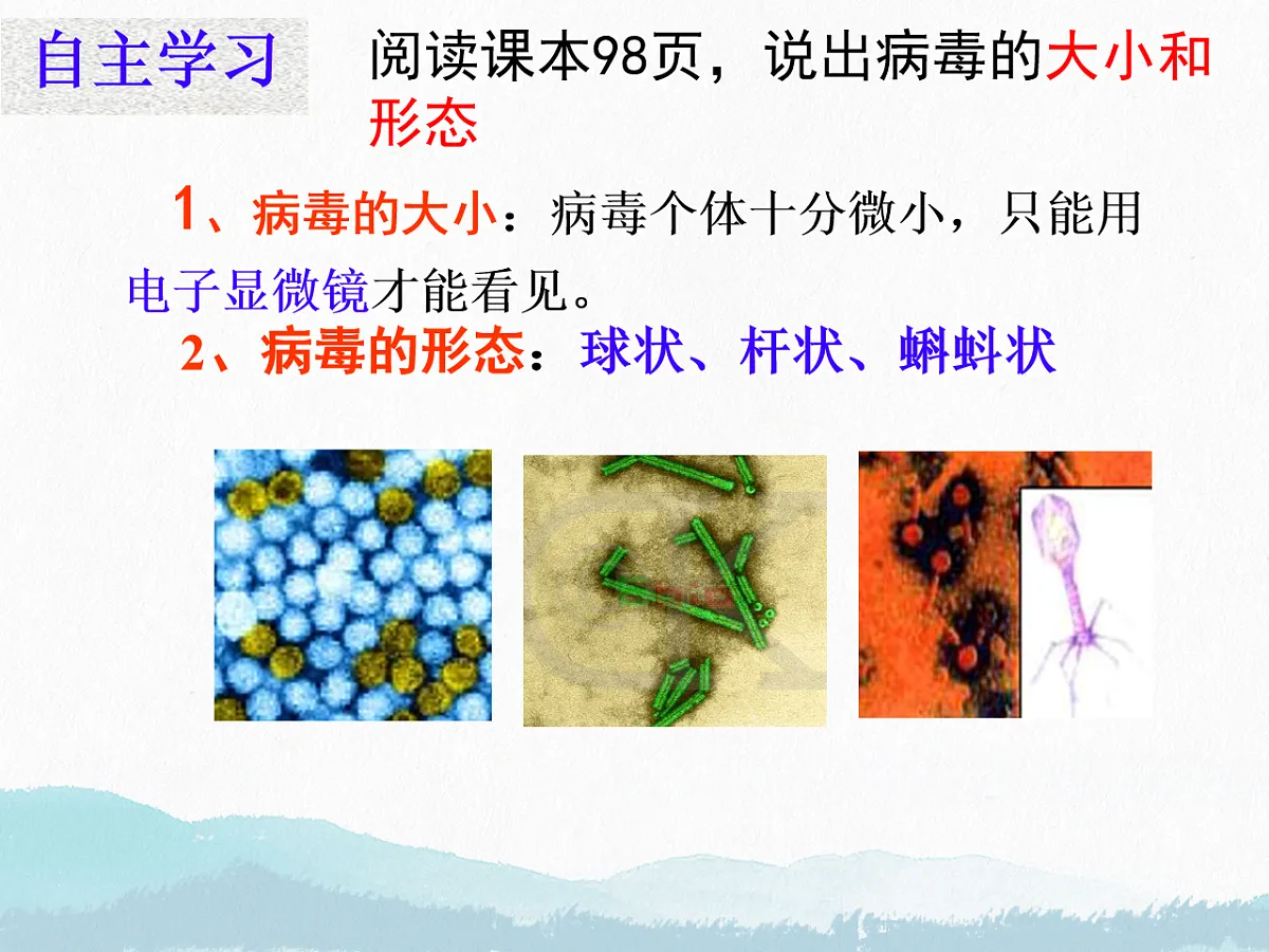 初中 生物 济南版(2024) 七年级上册2.3.1 病毒是没有细胞结构的生物 课件第4页