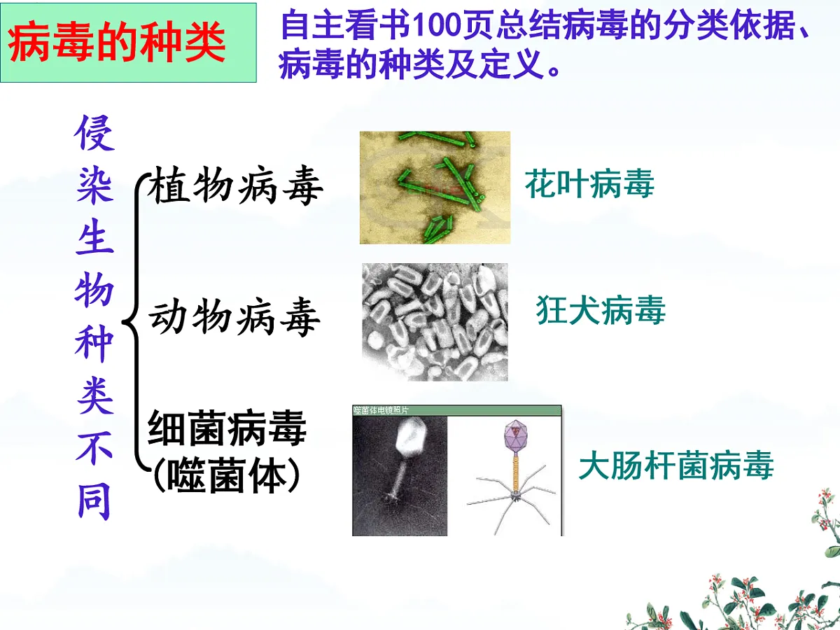 初中 生物 济南版(2024) 七年级上册2.3.1 病毒是没有细胞结构的生物 课件第6页