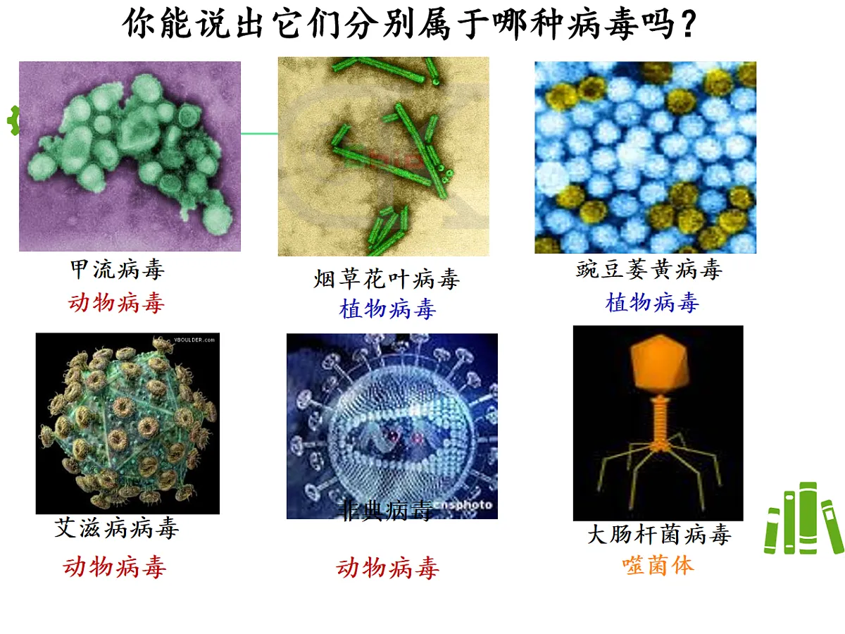 初中 生物 济南版(2024) 七年级上册2.3.1 病毒是没有细胞结构的生物 课件第7页