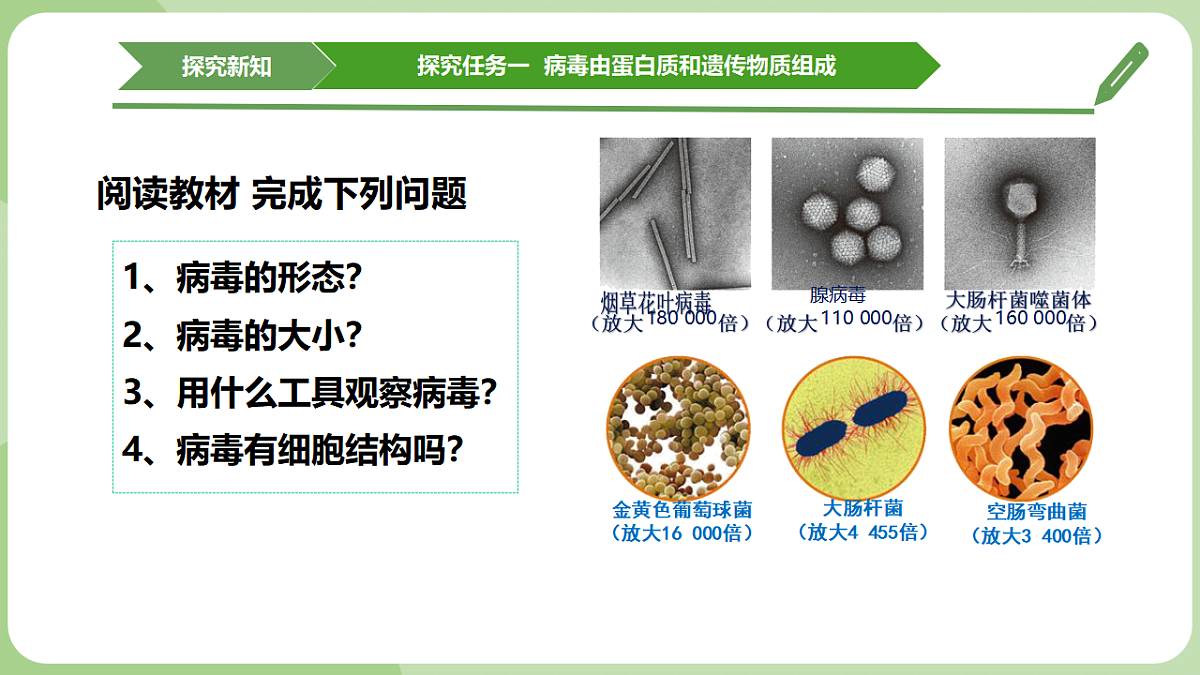 初中 生物 济南版(2024) 七年级上册2.3.1 病毒是没有细胞结构的生物 课件第4页