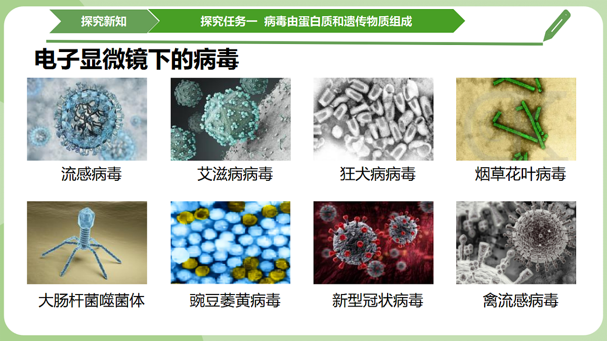 初中 生物 济南版(2024) 七年级上册2.3.1 病毒是没有细胞结构的生物 课件第6页