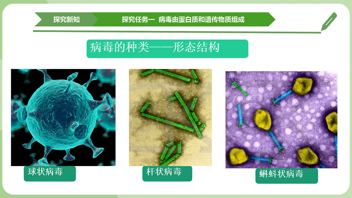 初中 生物 济南版(2024) 七年级上册2.3.1 病毒是没有细胞结构的生物 课件第7页