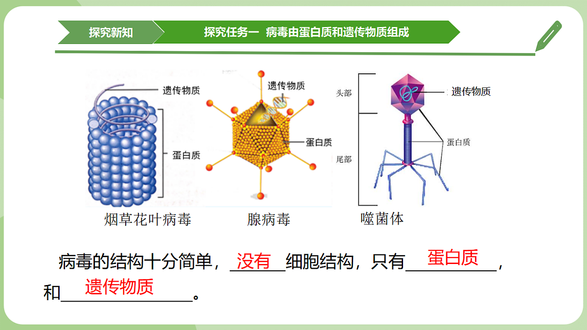 初中 生物 济南版(2024) 七年级上册2.3.1 病毒是没有细胞结构的生物 课件第8页
