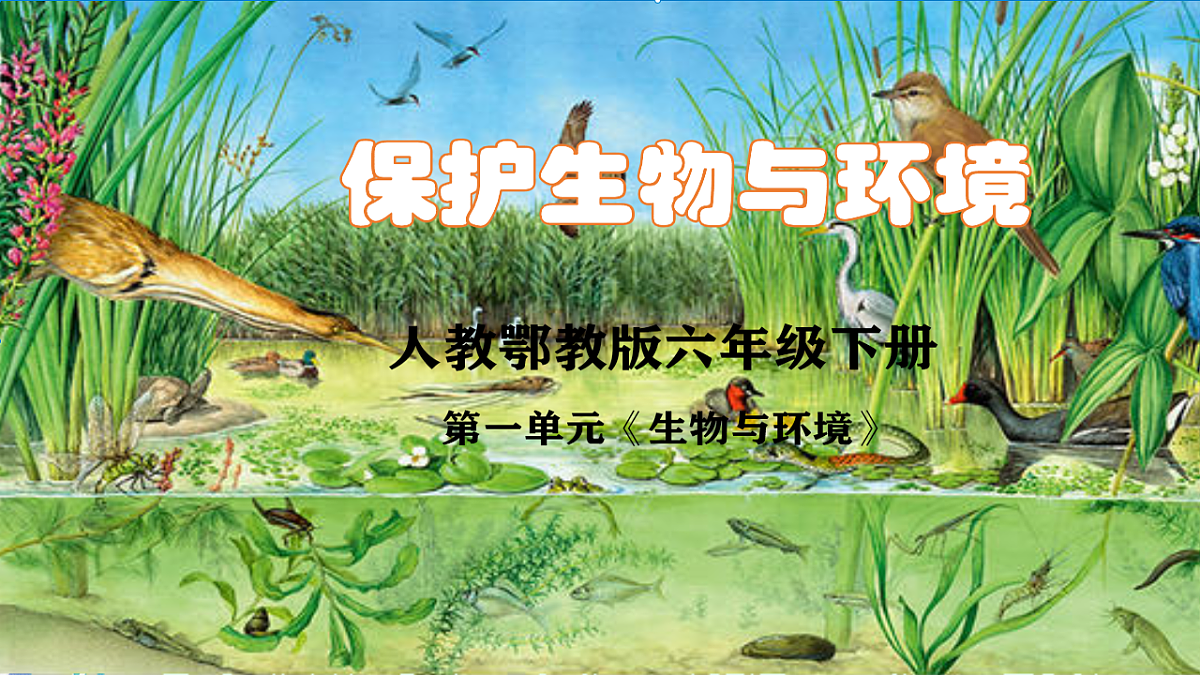 【新课标】1.3《保护生物与环境》课件(27张PPT)第1页