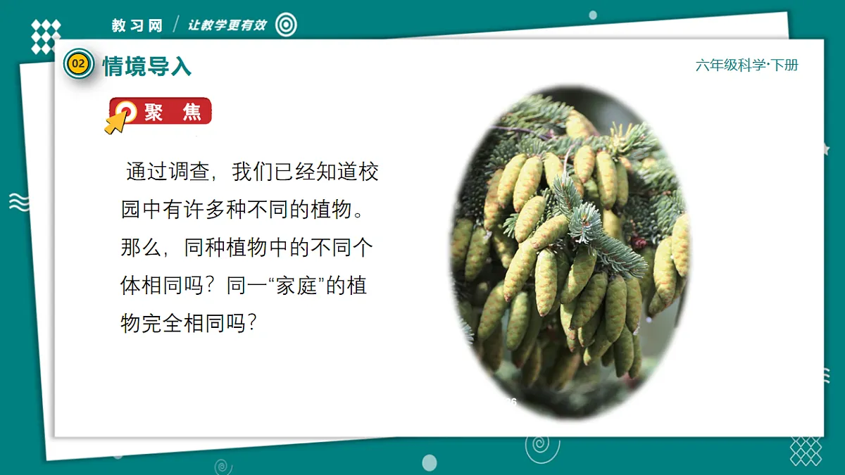 六年级下册科学2.3形形色色的植物 教学ppt课件(共25张PPT)教科版(2017)第7页