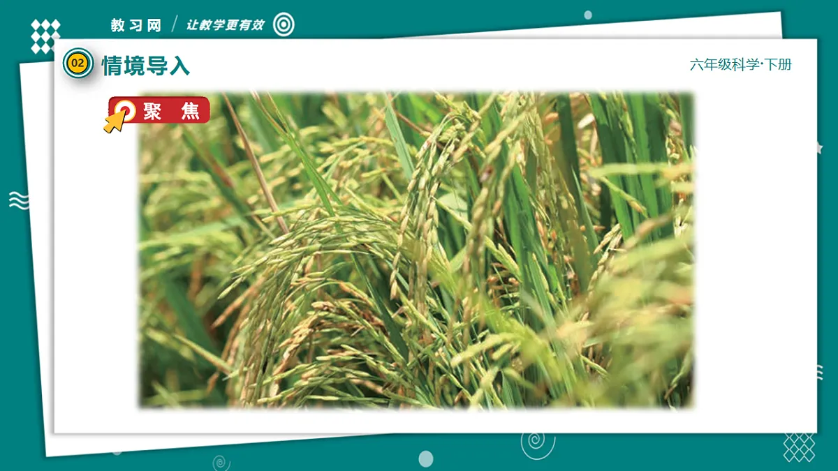 六年级下册科学2.3形形色色的植物 教学ppt课件(共25张PPT)教科版(2017)第8页