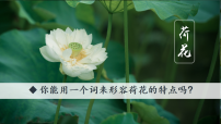 语文三年级下册（2024）第一单元3 荷花图片ppt课件
