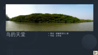 统编版（2024）五年级上册鸟的天堂课文内容ppt课件