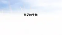 2026年中考生物一轮复习知识点梳理课件-常见的生物
