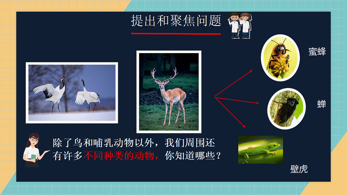 2.1 不同种类的动物第3页