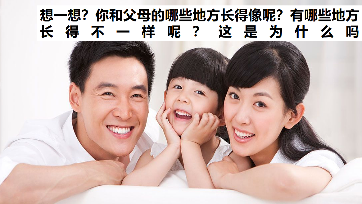 【核心生物】人教版初中生物八年级下册6.2.1《 基因与生物性状的关系》课件第6页