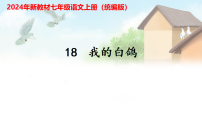 初中语文我的白鸽/陈忠实集体备课课件ppt