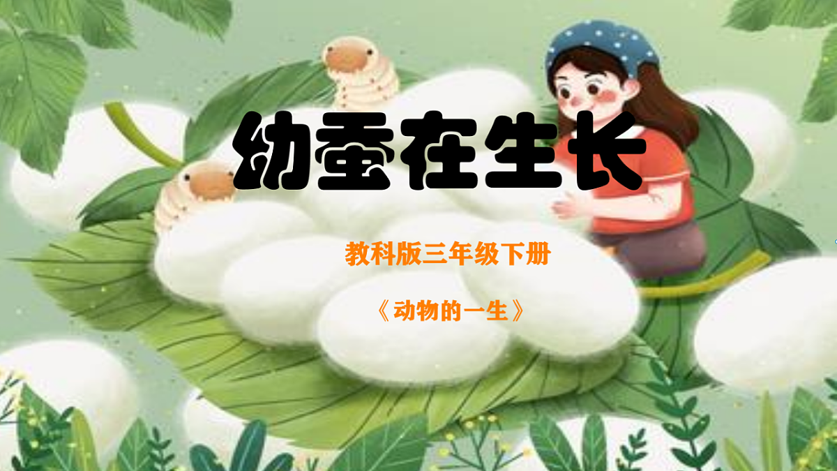 2.4幼蚕在生长第1页