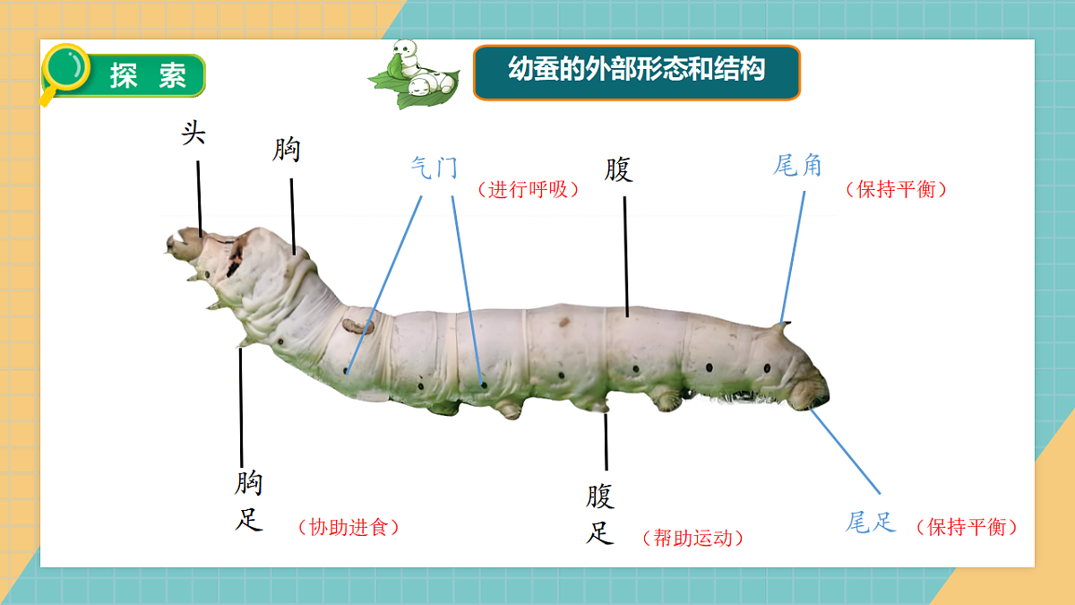 2.4幼蚕在生长第5页