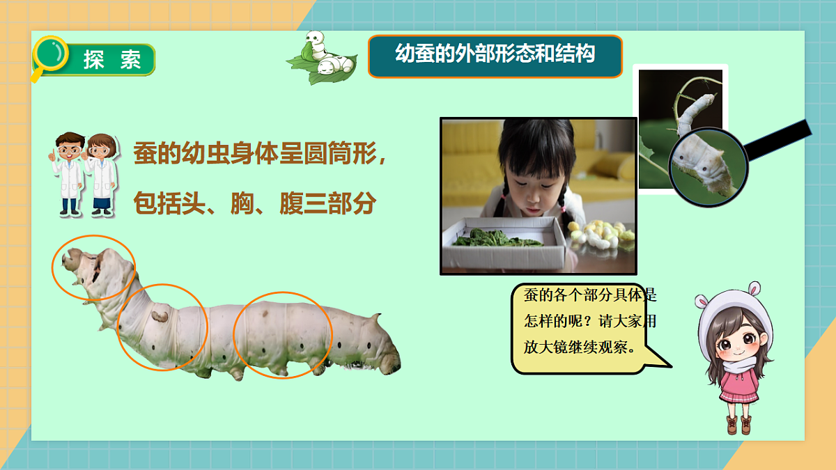 2.4幼蚕在生长第6页