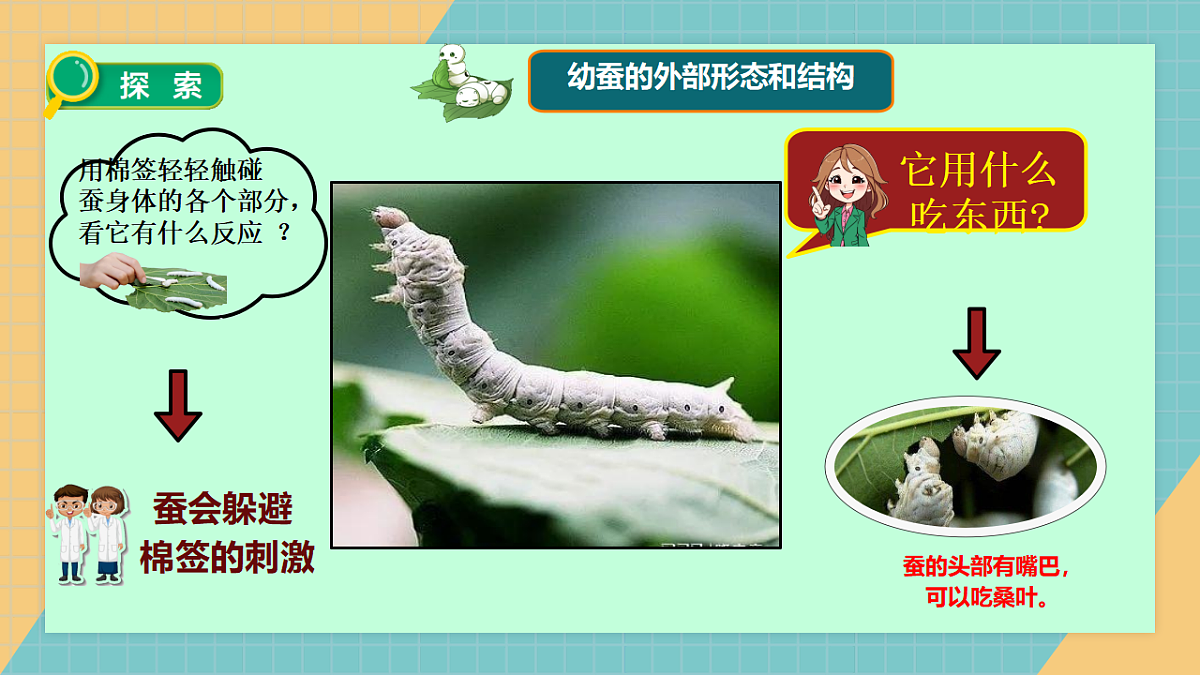 2.4幼蚕在生长第7页