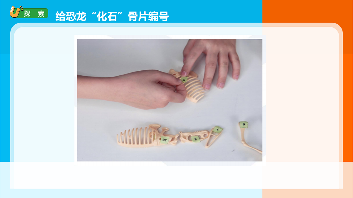 3.《测量恐龙”化石“》课件第6页