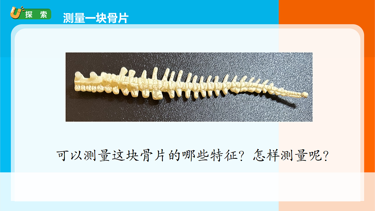 3.《测量恐龙”化石“》课件第7页