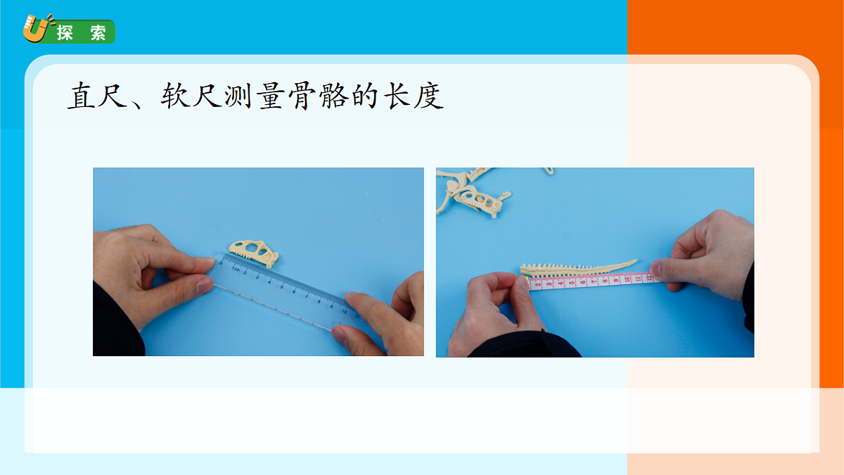 3.《测量恐龙”化石“》课件第8页