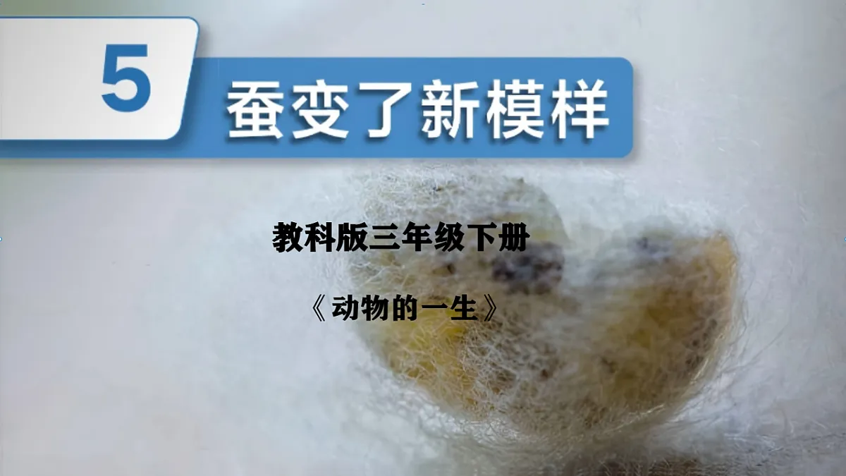 2.5 蚕变了新模样第1页
