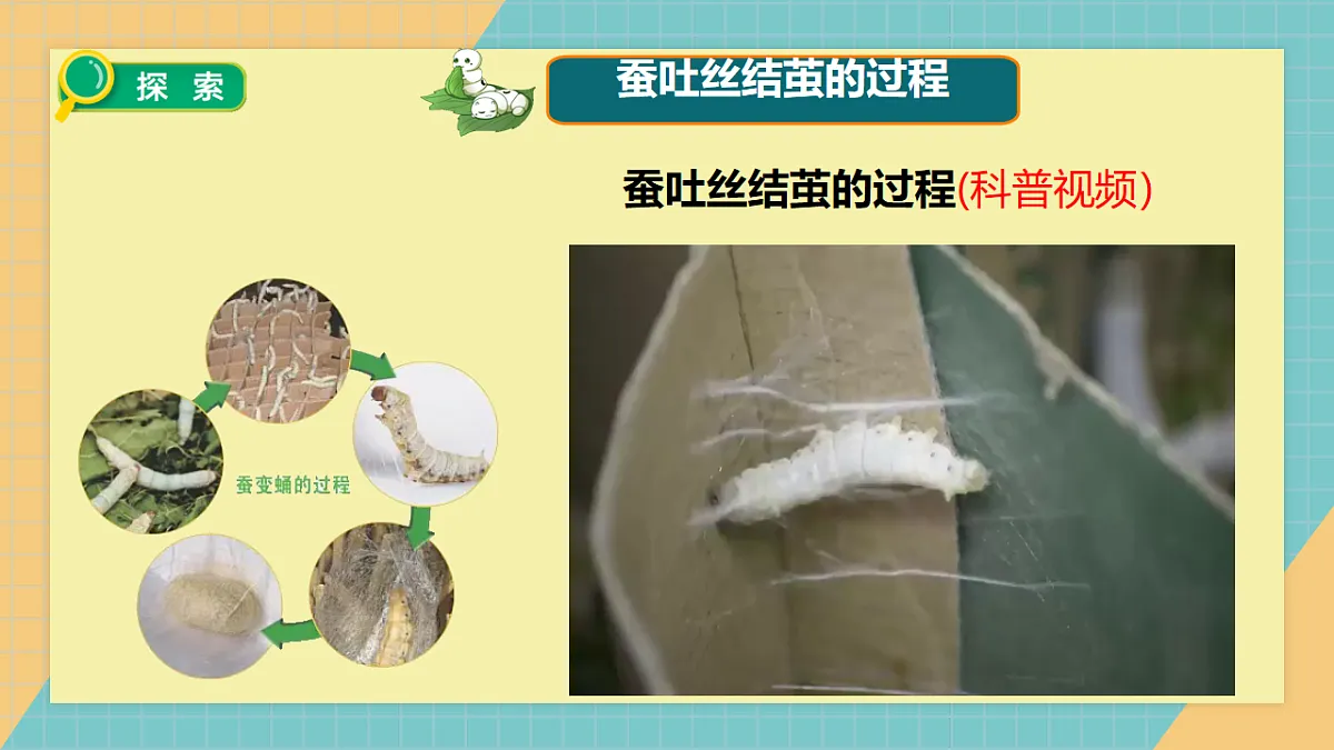 2.5 蚕变了新模样第4页