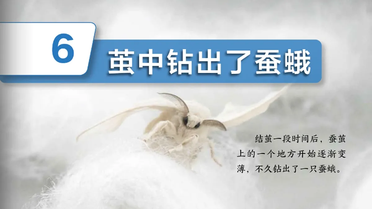 2.6茧中钻出了蚕蛾(教学课件)科学三年级下册(教科版2024)第3页