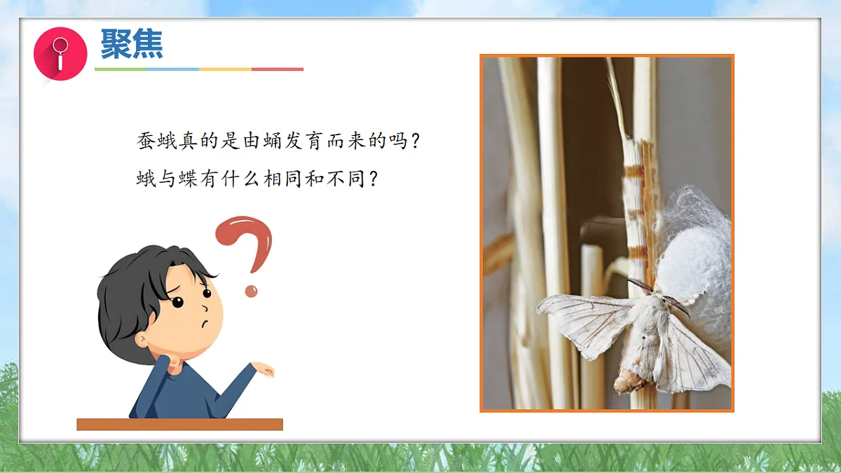 2.6茧中钻出了蚕蛾(教学课件)科学三年级下册(教科版2024)第4页