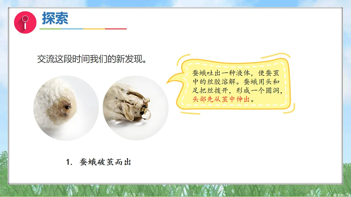 2.6茧中钻出了蚕蛾(教学课件)科学三年级下册(教科版2024)第5页