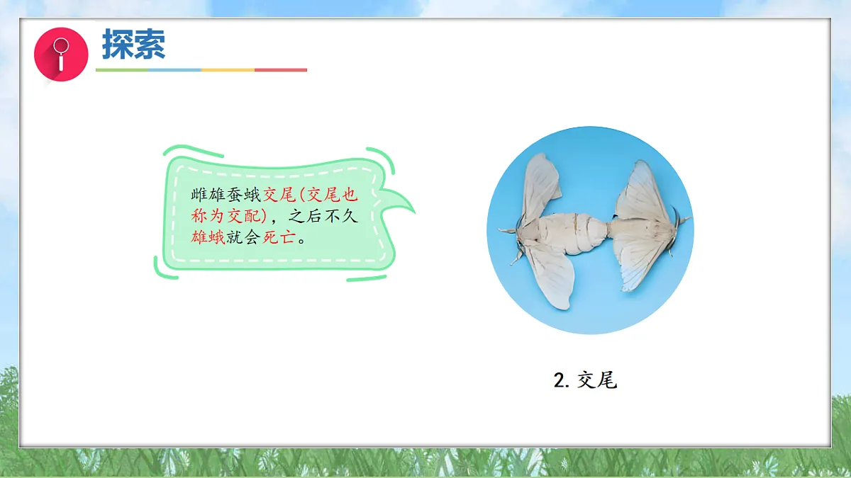 2.6茧中钻出了蚕蛾(教学课件)科学三年级下册(教科版2024)第6页