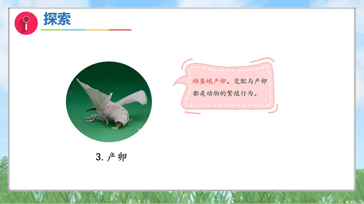 2.6茧中钻出了蚕蛾(教学课件)科学三年级下册(教科版2024)第7页