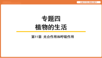 第11章 光合作用和呼吸作用-2026年安徽中考生物一轮教材解读课件