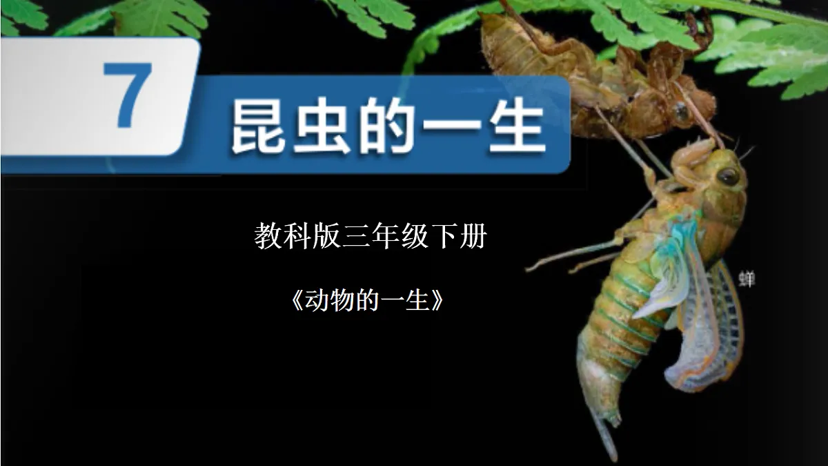 2.7 昆虫的一生第1页