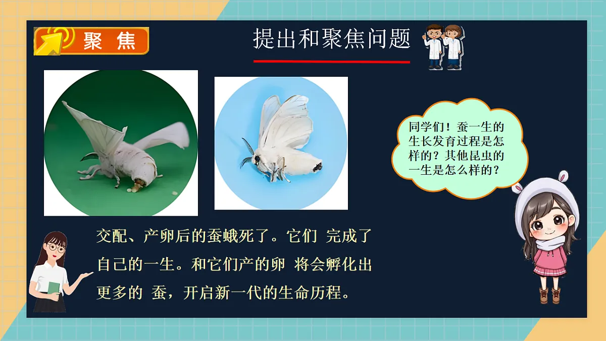 2.7 昆虫的一生第2页