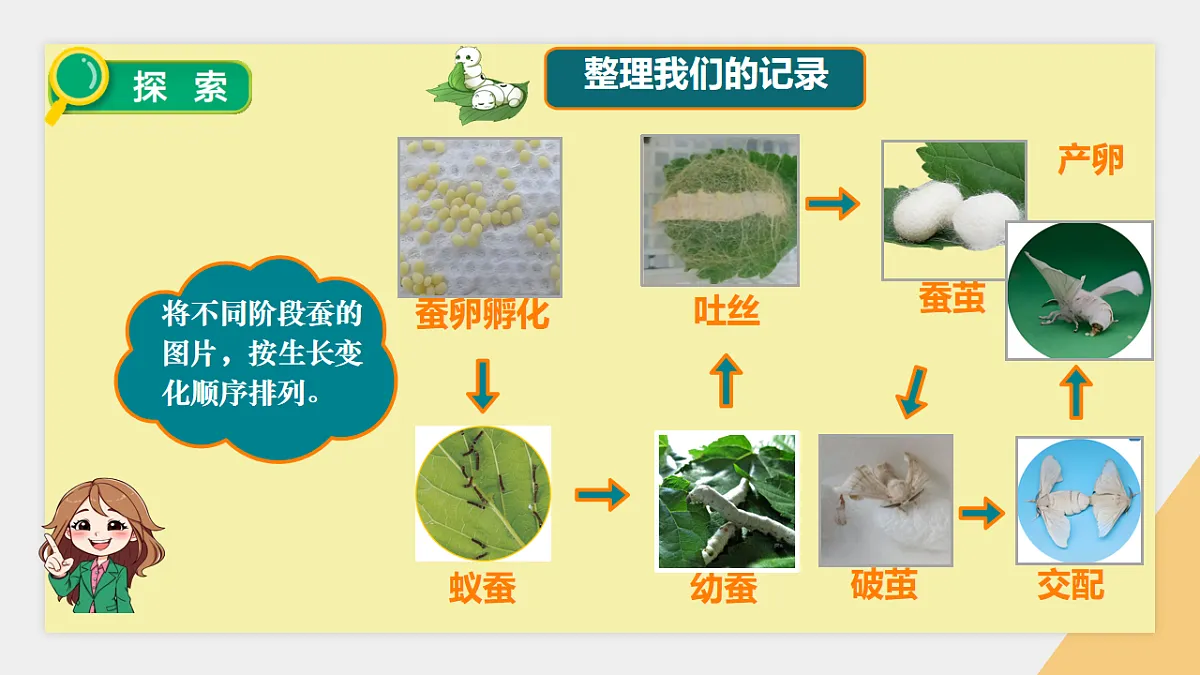 2.7 昆虫的一生第3页