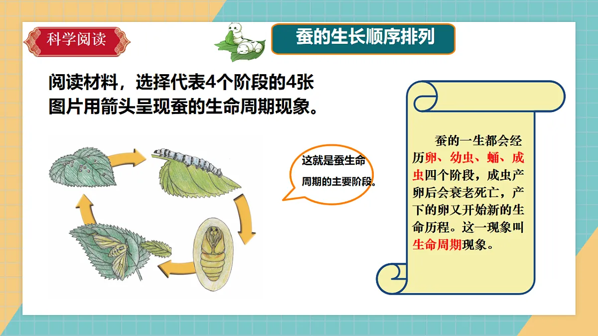 2.7 昆虫的一生第4页