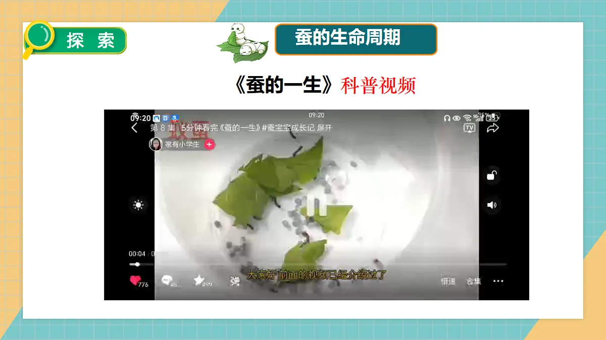 2.7 昆虫的一生第5页
