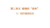 小学科学青岛版（五四学制）（2024）三年级下册（2024）11 制作植物标本​精品课件ppt