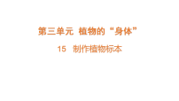 青岛版（六三制）(2024)第三单元 植物的“身体”​15 制作植物标本​优秀ppt课件