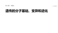 2026届高三生物二轮复习课件（人教版）：专题五　必备整合1　基因的本质与表达（含答案）