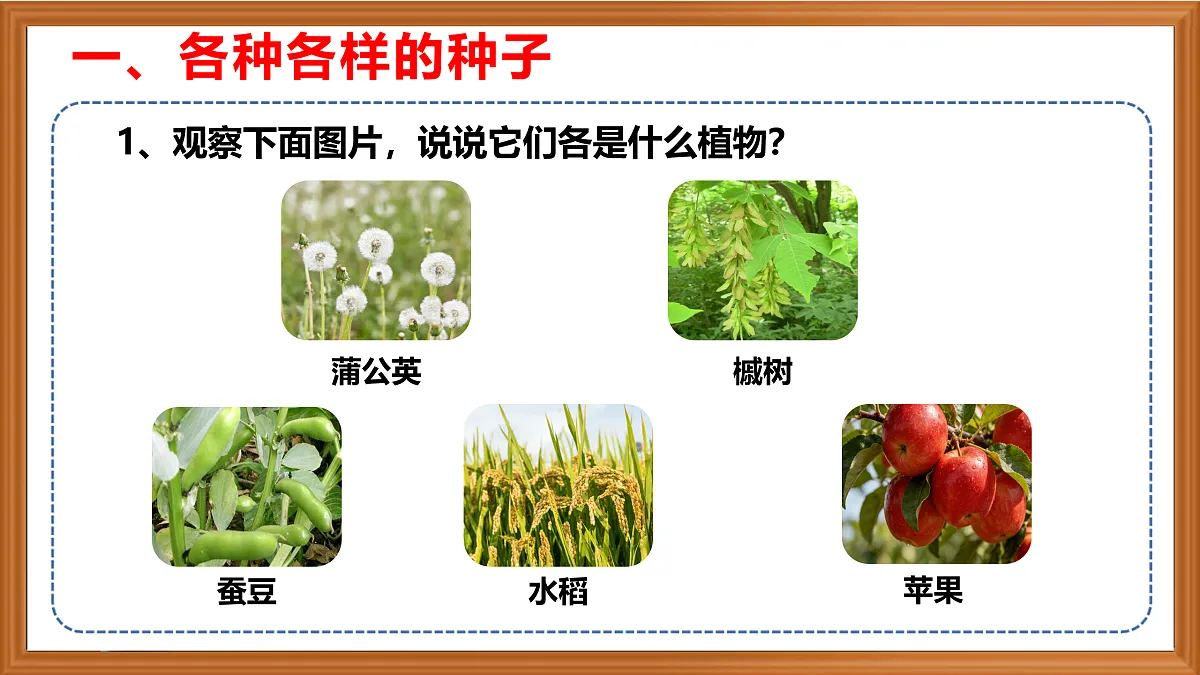 苏教版小学科学三年级下册第二单元《5.种子发芽了》课件+作业设计+视频第4页