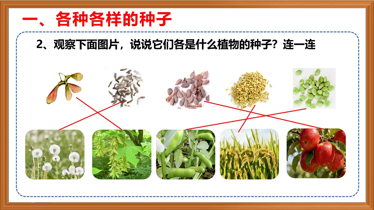 苏教版小学科学三年级下册第二单元《5.种子发芽了》课件+作业设计+视频第5页