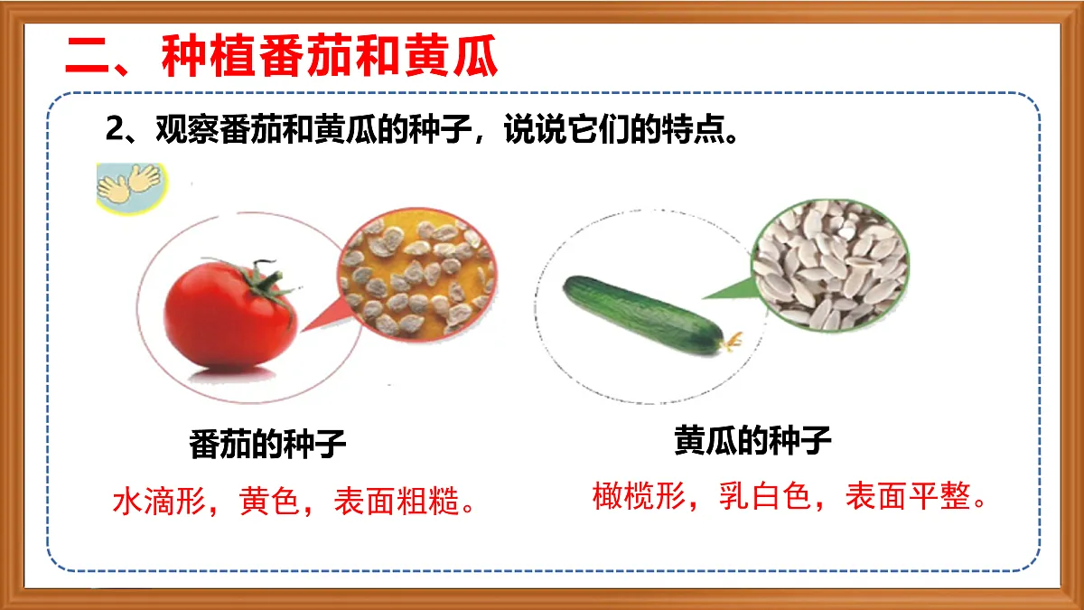 苏教版小学科学三年级下册第二单元《5.种子发芽了》课件+作业设计+视频第8页