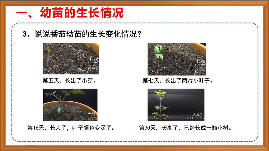 苏教版小学科学三年级下册第一单元《6.幼苗长大了》课件+作业设计+视频第6页