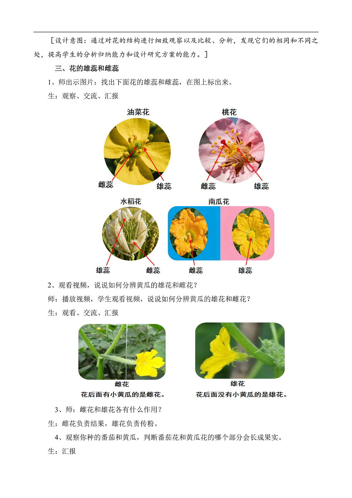 苏教版小学科学三年级下册《7.植物开花了》教案第3页